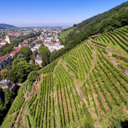 Aufnahme eines Weinberges, ein Hang im Vordergrund, eine Stadt im Hintergrund